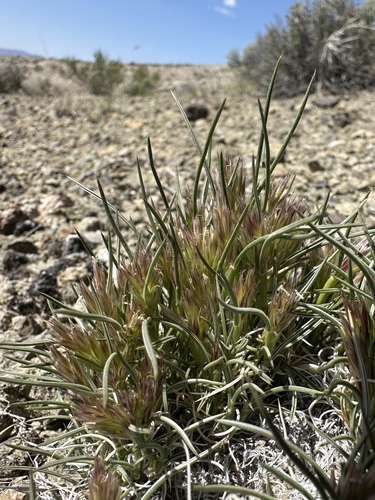 King's eyelash grass (Blepharidachne kingii)