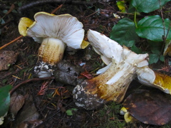 Tricholoma intermedium