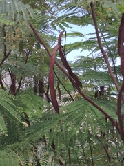 Leucaena greggii, photograph (c) M. Socorro González Elizondo, some rights reserved (CC BY-SA)