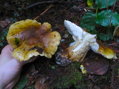 Tricholoma intermedium