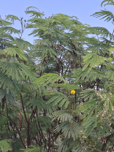 Leucaena greggii, photograph 4