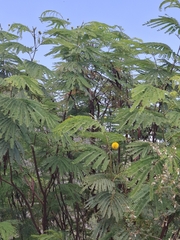 Leucaena greggii, photograph (c) M. Socorro González Elizondo, some rights reserved (CC BY-SA)
