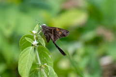 Chioides