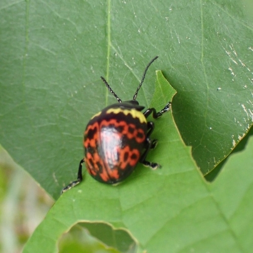 Platyphora rubropunctata