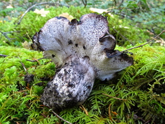 Boletopsis leucomelaena