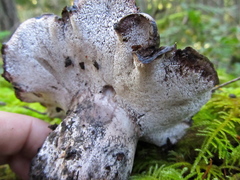 Boletopsis leucomelaena