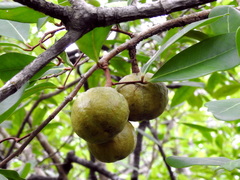 Xylocarpus moluccensis