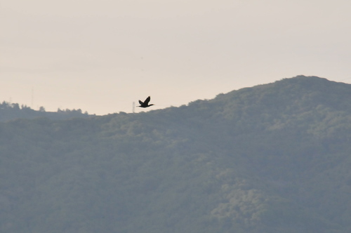 Double-crested Cormorant