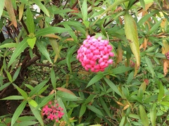 Arachnothryx leucophylla