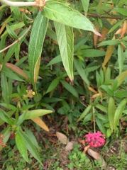 Arachnothryx leucophylla