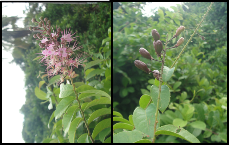 Hirtella racemosa