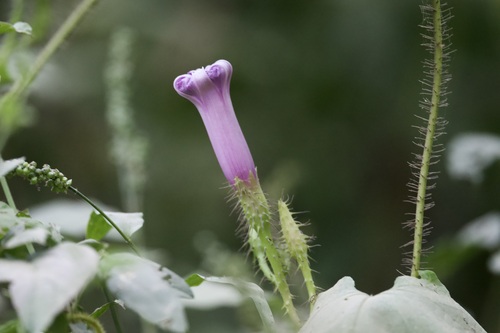 Brazilian morning-glory (Ipomoea setosa)