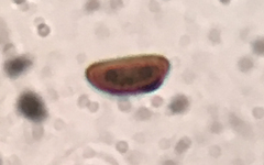 Annulohypoxylon annulatum