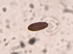 Annulohypoxylon annulatum