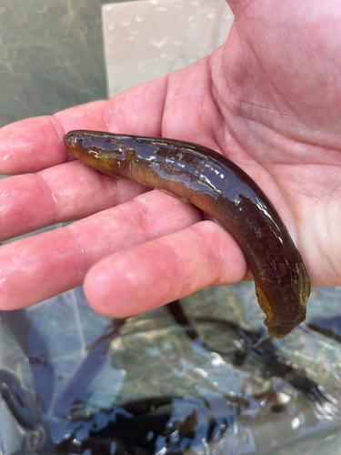 Canterbury mudfish (Neochanna burrowsius) — Galaxiidae — 2