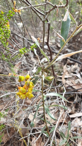 Grevillea floribunda, photograph 6