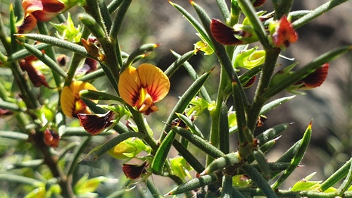 sharp bitter-pea (Daviesia acicularis)