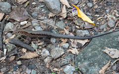 Pholidoscelis fuscatus