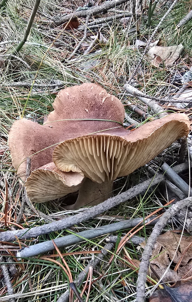 Tricholoma imbricatoides · December 2025 · photo: © leannestacy (iNaturalist, cc0)