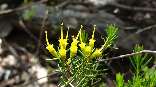 Homoranthus flavescens, photograph 6