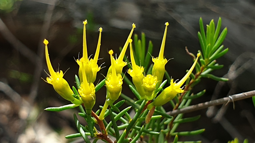 Homoranthus flavescens; photograph (c) Andrew Thornhill, some rights reserved (CC BY)