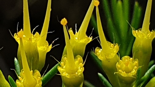 Homoranthus flavescens, photograph 5