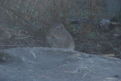 Cavia