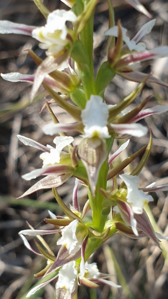 Prasophyllum pilligaense