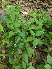 Adenostemma platyphyllum