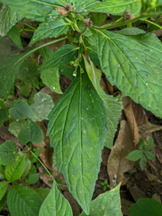 Adenostemma platyphyllum
