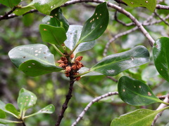 Scyphiphora hydrophylacea