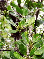 Scyphiphora hydrophylacea