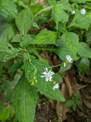Adenostemma platyphyllum