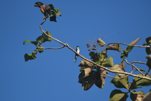 Hemiprocne longipennis