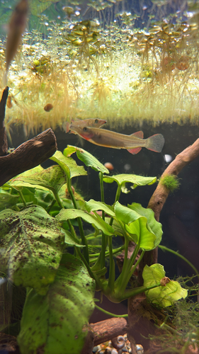 Liem's halfbeak (Nomorhamphus liemi) — Zenarchopteridae — 5