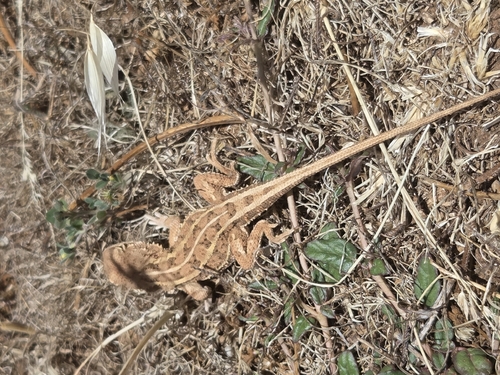 Lined Earless Dragon