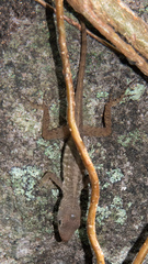 Anolis oculatus