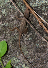 Anolis oculatus