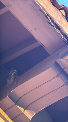 View observation of {o.common_name} on iNaturalist