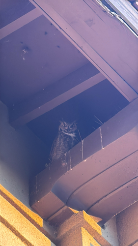 View observation of {o.common_name} on iNaturalist