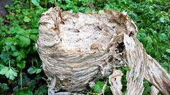 Dolichovespula maculata