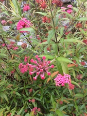 Arachnothryx leucophylla