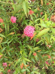 Arachnothryx leucophylla