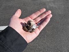 Geastrum morganii