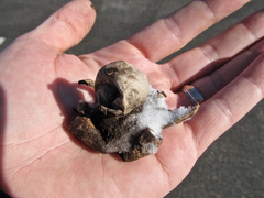 Geastrum morganii