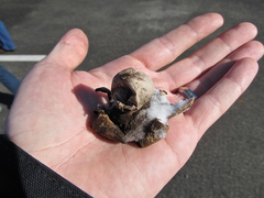 Geastrum morganii