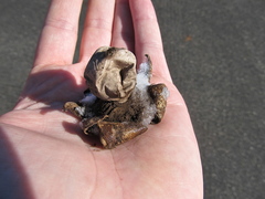 Geastrum morganii