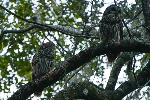 View observation of {o.common_name} on iNaturalist