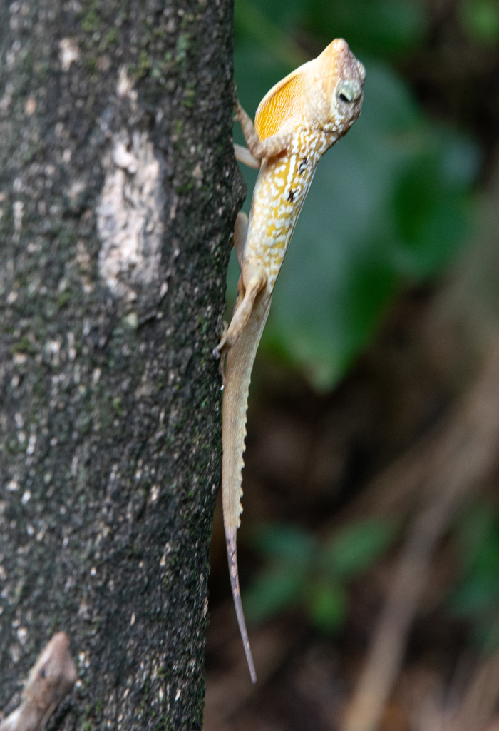 Dominica Anole