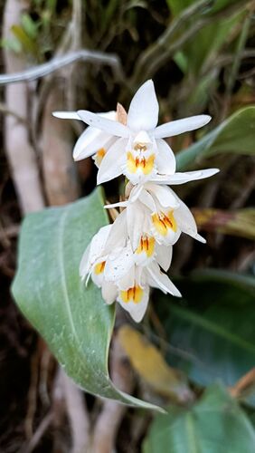 Coelogyne stricta, photograph 2